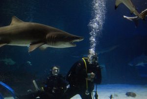 Buddy Diving With Sharks