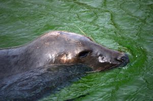 Black Sealion