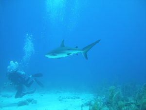 Diver Diving With Shark