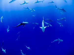 Diving With Sharks