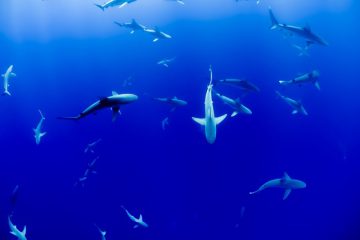 Diving With Sharks