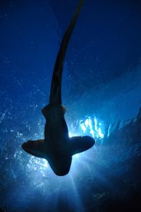 Hammerhead Shark