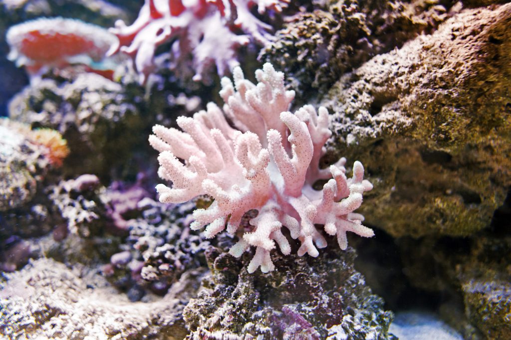 Beautiful Pink Hard Coral