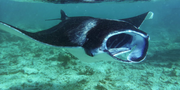 Manta Ray In Hanifaru Bay Maldives