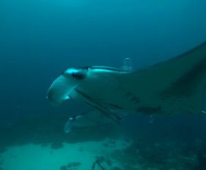 Diving With Giant Manta Ray