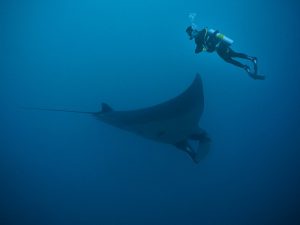 Diving With Manta Ray