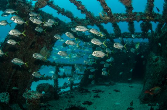 Diving Into The Wreck