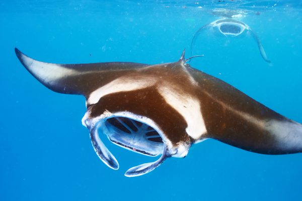 Manta Rays Feeding On Plankton