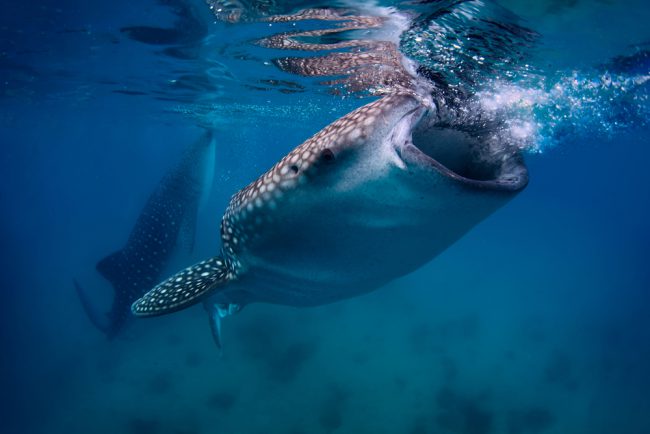 Whale Shark Feeding