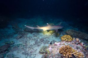 Whitetip Reef Shark Night Maldives