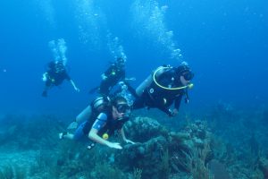 Divers In The Caribbean
