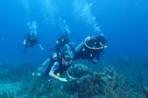 Divers Staying Close to Buddies