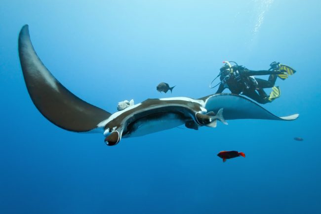 Manta Ray And Diver