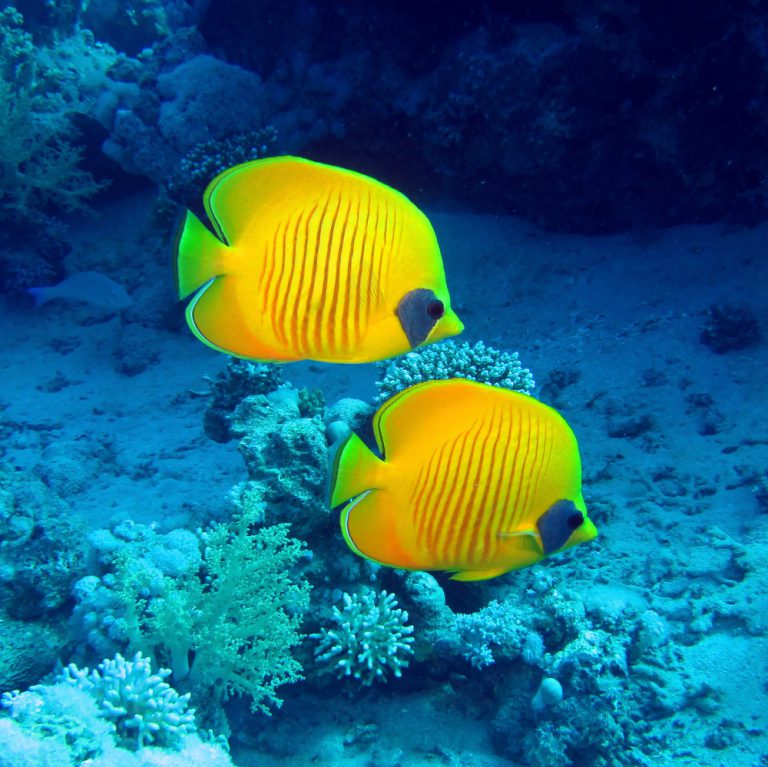 Masked Butterfly Fish