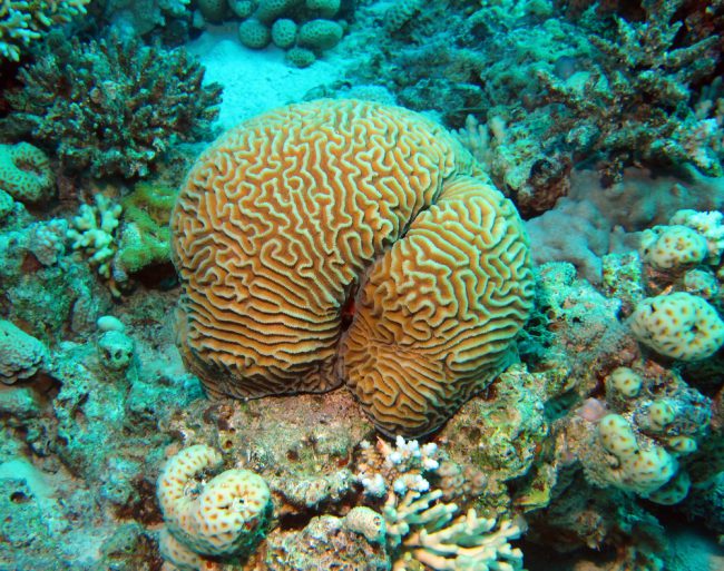 Brain Coral