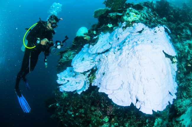 Coral Bleaching