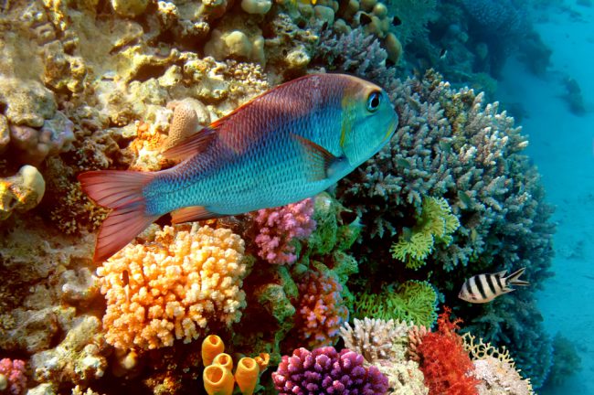 Coral Reef In the Red Sea