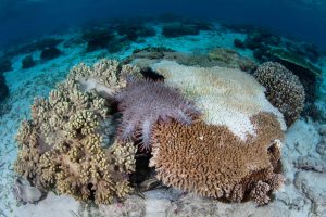 Crown Of Thorns Eating Coral