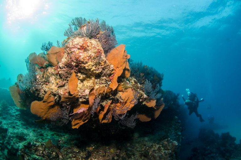 Divers With Beautiful Coral