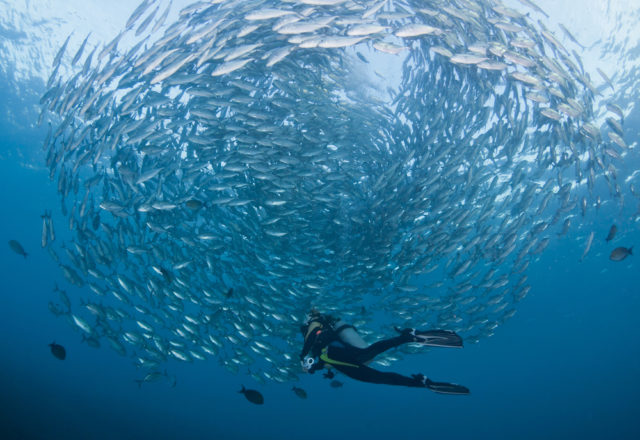 Diving in Bali With a School of Jacks