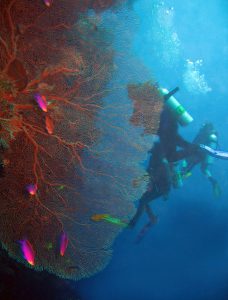 Gorgonian Fan Coral Wall Diving Philippines