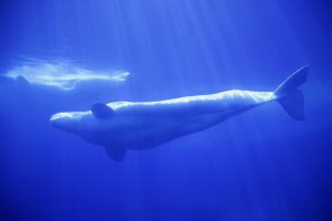 Minke Whale