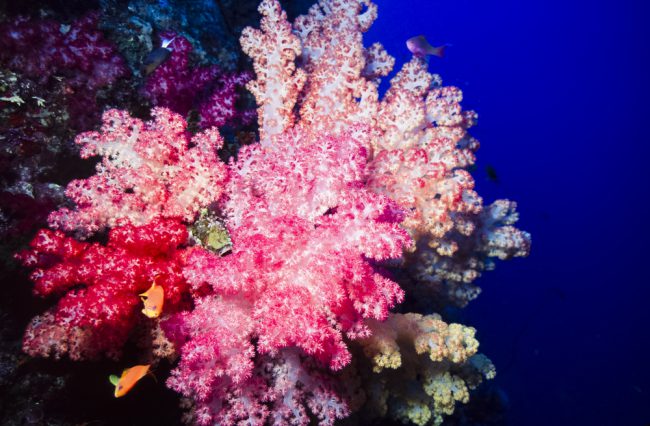 Soft Corals In Fiji