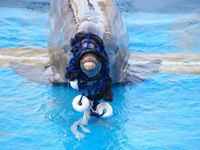 Dolphin Caught In Fishnet