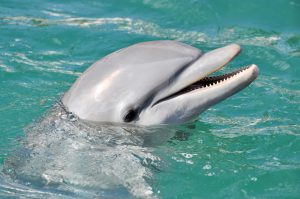 Dolphin Smiling