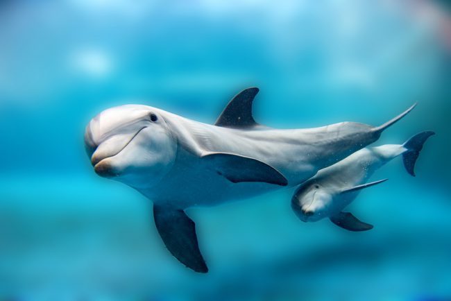 Dolphin Mother With Calf
