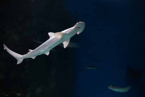 Bonnethead Shark