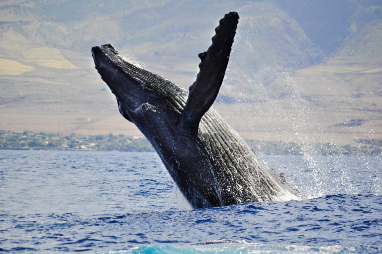 Breaching Humpback Whale