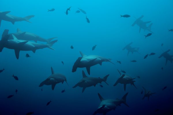 A School of Hammerhead Sharks Out In The Blue