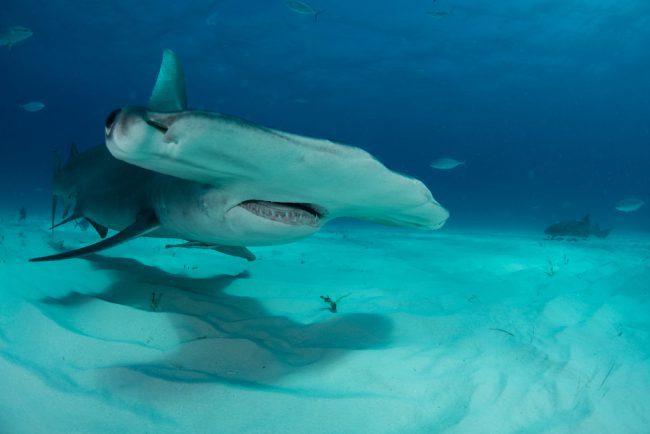 Hammerhead Shark In Bahamas