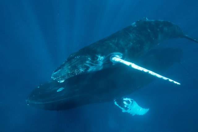 Humpback Whale Mother With Calf