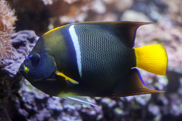 King Angelfish