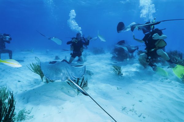 Stingrays With Divers