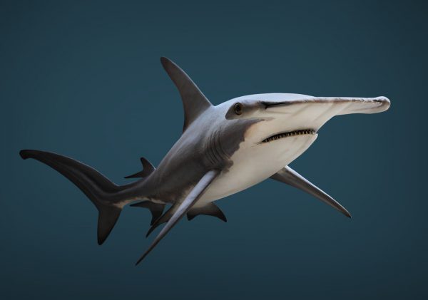 The Great Hammerhead Shark