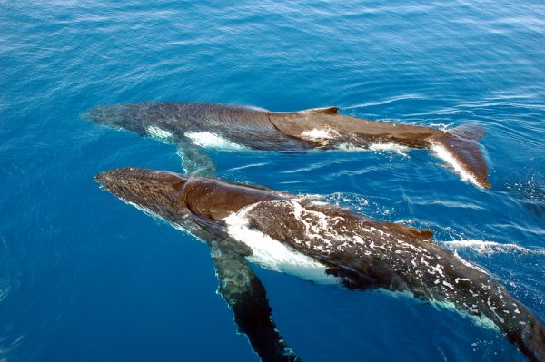 Two Beautiful Humpback Whales