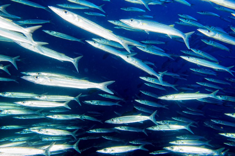 Barracuda Vortex