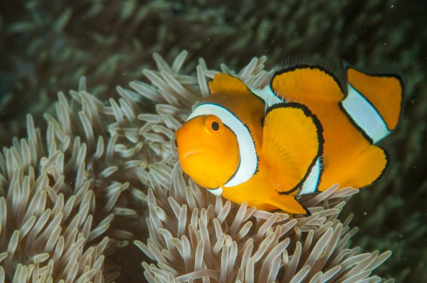 Beautiful Clown Anemonfish