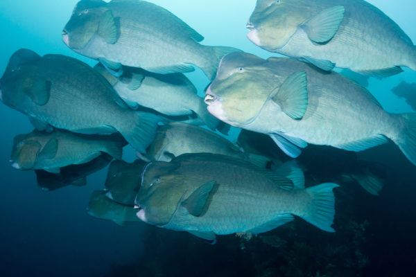 Bumphead Parrotfish