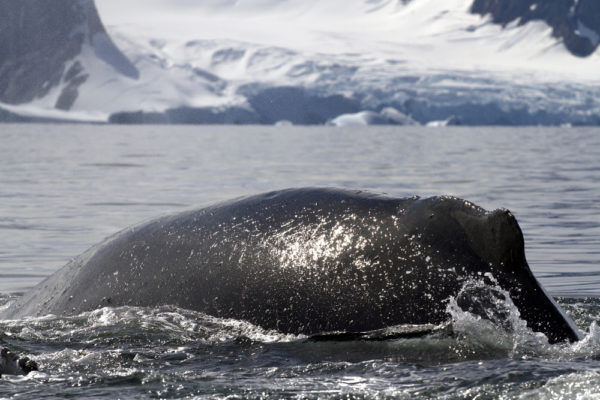 Humpback Whale Diving Back Into The Water