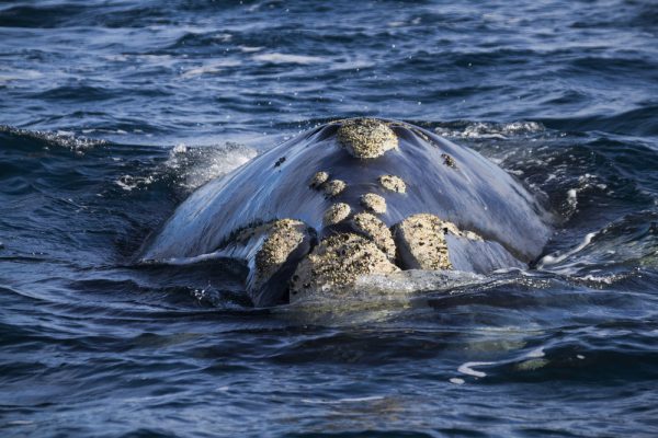 Humpback Whale Head With Barnacles