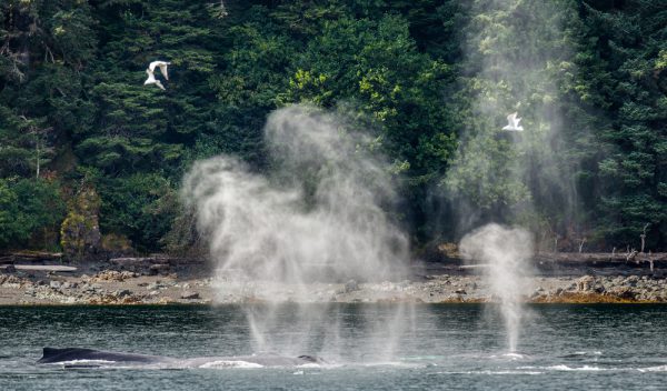 Humpback Whales Blowing Air Out