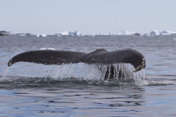 Large Humpback Whale Tail