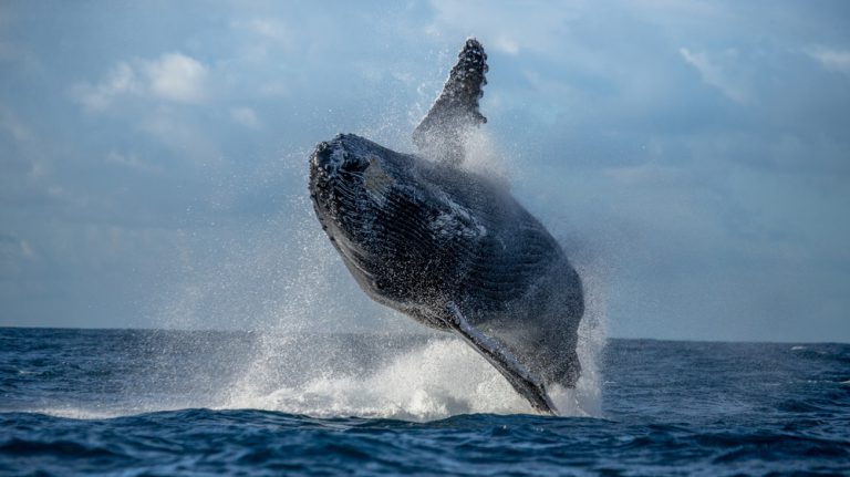 Magnificent Breaching Humpback Whale