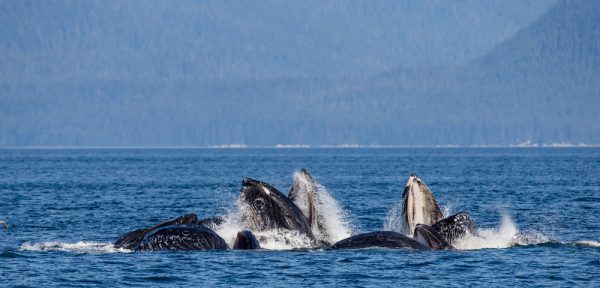 Social Humpback Whales