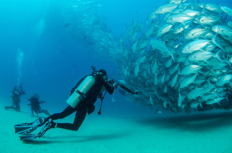 Diving With a School of Travally