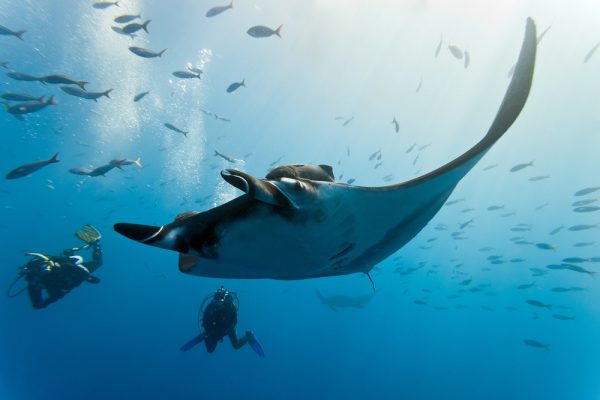 Giant Manta Ray With Divers In The Maldives